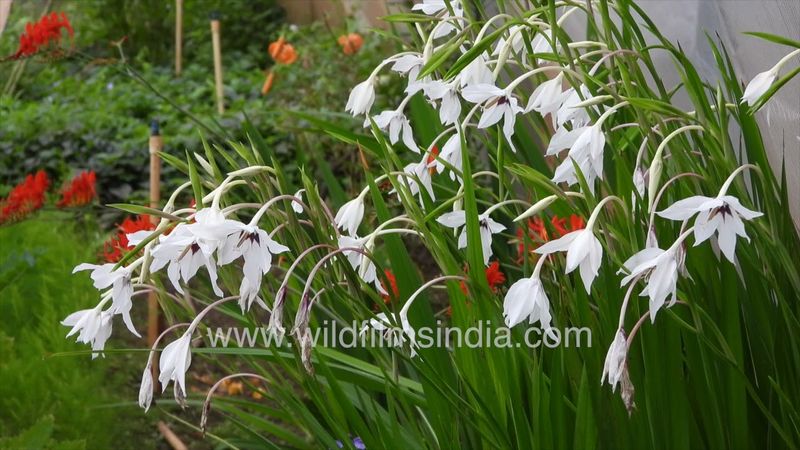Gladiolus murielae at wildfilmsindia botanical collection at Jabbarkhet in the western Himalaya