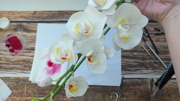 Чашуйки у цветов