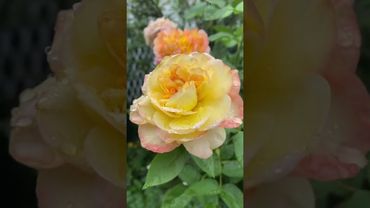 Анри Дельбар🌼Розы в сентябре🍂🪴🌿