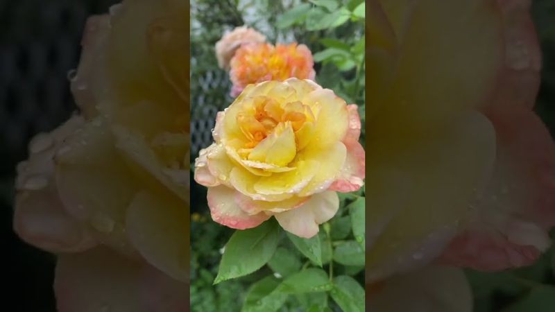 Анри Дельбар🌼Розы в сентябре🍂🪴🌿