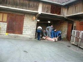 Prasci gujde svinje sad je kolinje