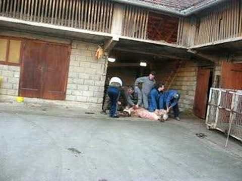 Prasci gujde svinje sad je kolinje