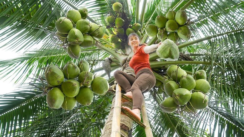 Harvesting Coconut Fruit Goes To Countryside Market Sell - Farm Life | Phương Free Bushcraft
