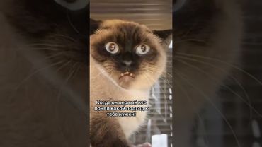 ♥️ вот она любовь  #cat #милота #funny