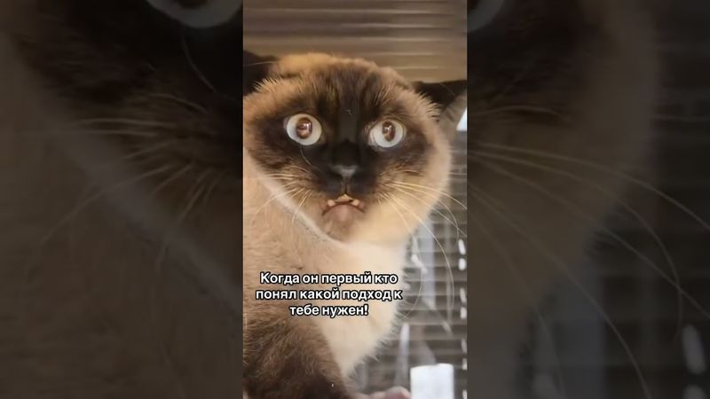 ♥️ вот она любовь  #cat #милота #funny