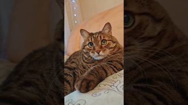 Трусы 🩲🙀🤫😉 #cat #кот #юмор #котушка #приколы #цитаты #топ