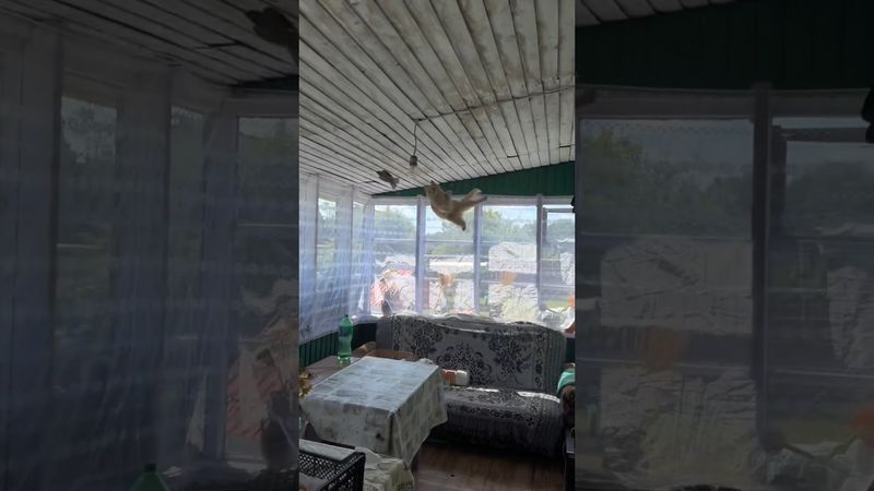 Flying cat #kitten #catcute #catlover #cuteanimal #cutecat