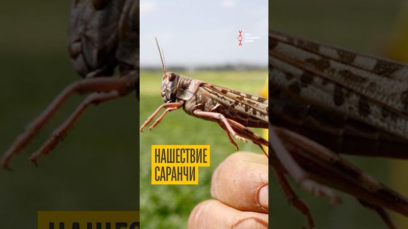 Саранча закрыла небо в Калмыкии и Дагестане!