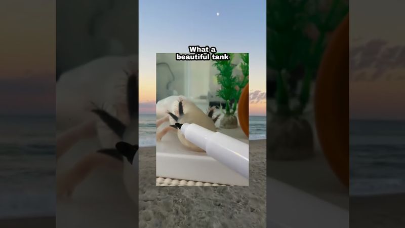 Even his eyes looks drawn on #cute #animals #funny #shorts