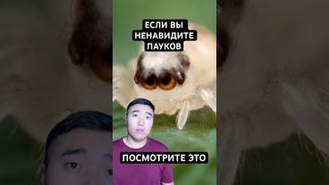 Почему Пауки Милее, Чем Вы Думаете