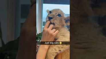 feline cubs.#funny #bigcat #funnyvideo #funnyanimal #animallife #pets #feline