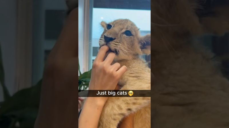 feline cubs.#funny #bigcat #funnyvideo #funnyanimal #animallife #pets #feline