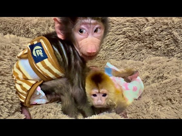 Анфиса с такой нежностью относится к маленькому Финику, а наблюдает за обезьянками кот Басик!!!