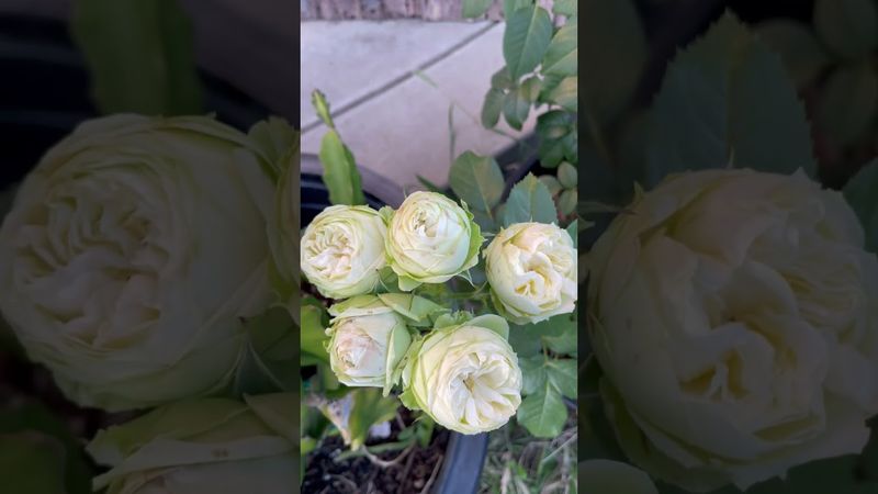 Wedding piano rose (tantau rose) white color with greenish outer petals🌼first year🍀spring 23🍀