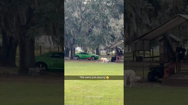 Apenas um cachorro e sua turma da fazenda 🐶🐾 #cachorro #cachorrodafazenda #amizade #vidanocampo #...