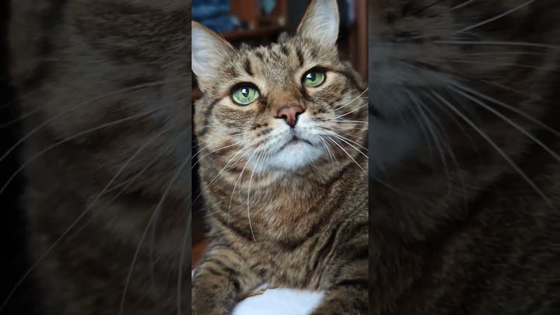 Нет такой 💃🙀🤔🤣 #cat #кот #юмор #котушка #приколы #цитаты