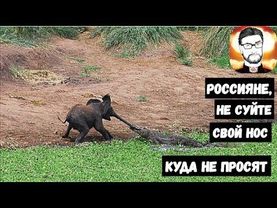 НЕ СУЙТЕ СВОЙ НОС!