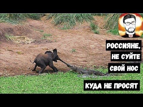 НЕ СУЙТЕ СВОЙ НОС!