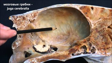 теменная кость домашних животных