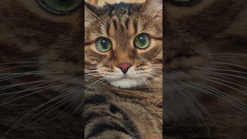 Вернулся поздно 🙀🤔😉🤣 #cat #кот #юмор #котушка #приколы #цитаты