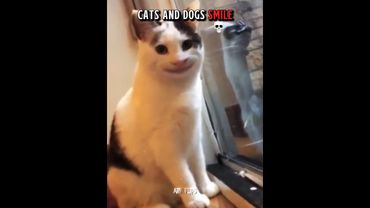 Cats and dogs smile 🗿☠️#cats #dogs #catvideos #dogvideos