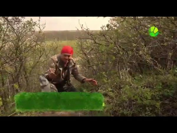 Фрагмент эфира (Живая планета, 21.08.2025)