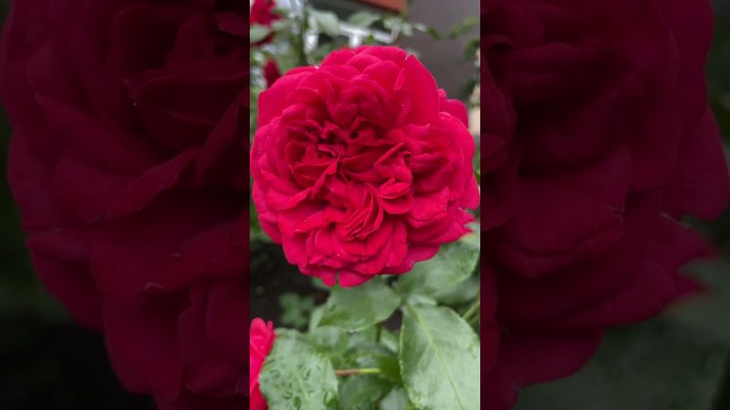 Роза Аут оф Розенхейм! Ярко красная красавица от Кордес! #OutofRosenheimrose #kordesroses #floribund