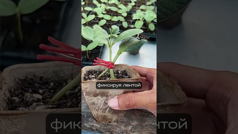 Необычный арбуз шокировал садоводов!