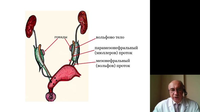Гистология 5.Мужская половая система