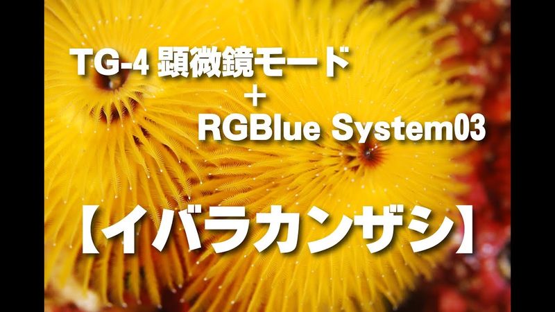 【ダイビング】【水中撮影】TG-4顕微鏡モード+RG blue System03