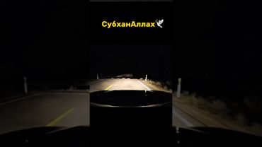 Аллах Послал Птицу — и Опасность Превратилась в Спасение! #shotrs