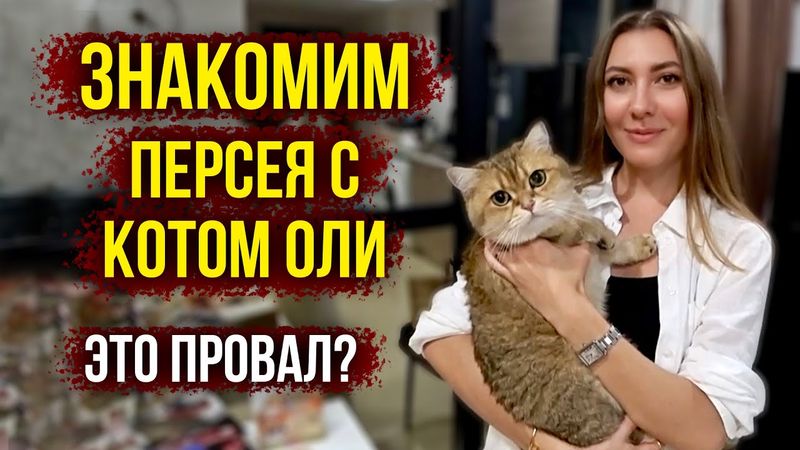 Персей в Таиланде - Знакомим с Котом Оли, Подрались или Подружились? Pet Fest в Terminal 21, Влог