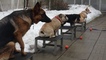 Догтренинг 591. Собаки-компаньоны. Развивающие упражнения.