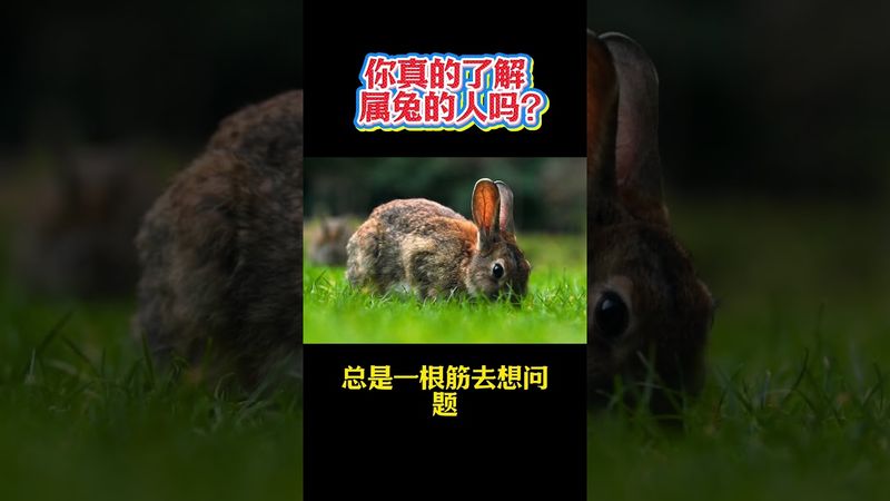 你真的了解属兔的人吗？#生肖 #運勢  #玄學 #風水 #命理