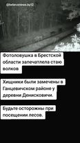#рекомендации #беларусь #новости #лес#волк 