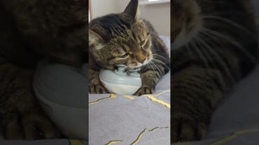 Самомассаж 😺😻😉❤ #music #classicrock #cat #кот #котушка #юмор #смех