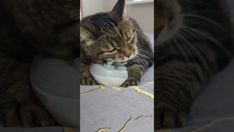 Самомассаж 😺😻😉❤ #music #classicrock #cat #кот #котушка #юмор #смех