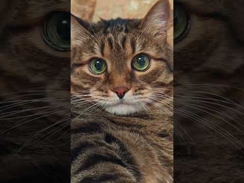 Уборка 🙀🤔😉🤣 #cat #кот #юмор #котушка #приколы #цитаты