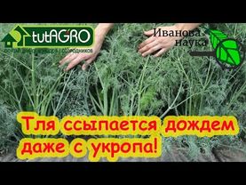 ТЛЯ и БЛОШКА ССЫПАЕТСЯ ДОЖДЕМ... даже с УКРОПА! 4 безопасных способа борьбы на любых культурах.