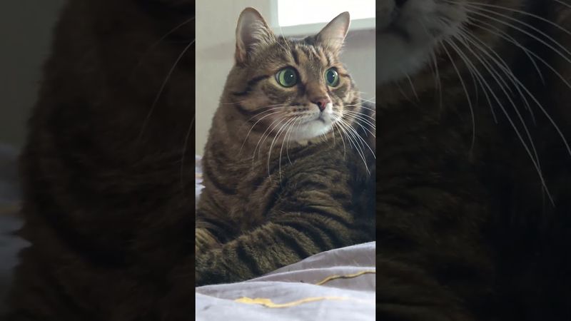 Талант 😺🤗😉🤣 #cat #кот #юмор #котушка #приколы #цитаты #котики #смех