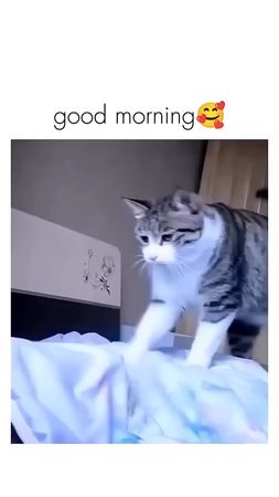 #cat #foruyou #foryoupage❤️❤️ 