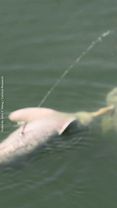 Amazon river dolphins have been spotted peeing into the air, shocking...
