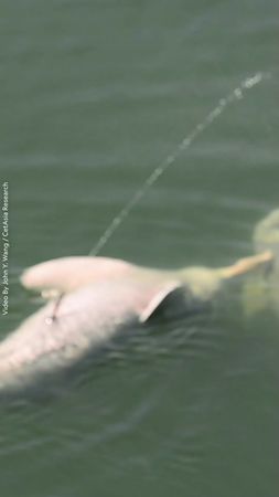 Amazon river dolphins have been spotted peeing into the air, shocking...
