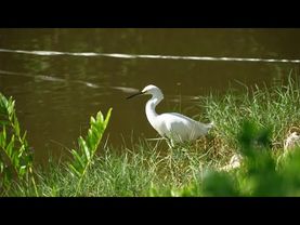 Птичий заповедник хочет создать биолог в лагуне в Рио-де-Жанейро
