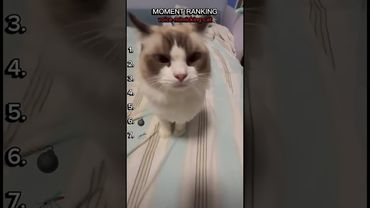 voice-mimicking cat moment ranking