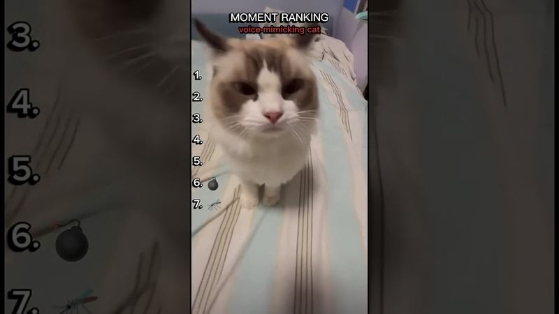 voice-mimicking cat moment ranking