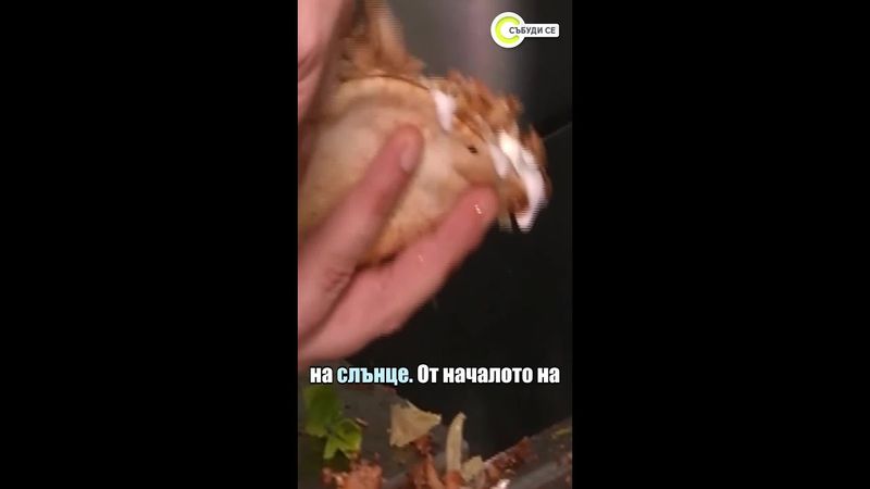 Ръст на случаите на салмонела и чревни инфекции по морето #novatv #вируси #събудисе #лято