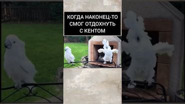 Когда наконец-то удалось отдохнуть с кентом #shorts