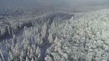 #Футаж зимний лес сверху ◄4K•HD► #Footage winter forest from above