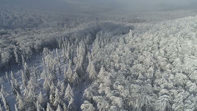 #Футаж зимний лес сверху ◄4K•HD► #Footage winter forest from above